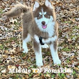 Rooster - Chocolate male Pomsky puppy in Murfreesboro, Tennessee from Middle Tennessee Pomskies