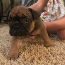 French Bulldog Puppies from PNW French Bulldogs
