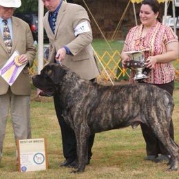 Poudre - Mastiff