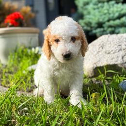 John - Parti male Goldendoodle puppy in Urbana, Illinois from ZaraDoodles