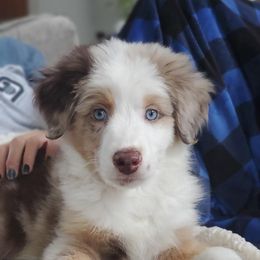 Australian Shepherd Puppies from Forgotten Coast Australian Shepherds