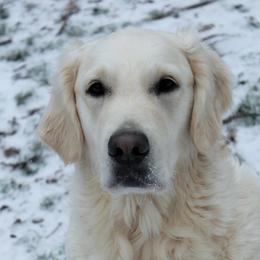 Aspen - Golden Retriever