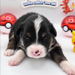 Squirtle - Black tri-color male Australian Shepherd puppy in Riverside, California from Aus Cal (Aussies of soCal)