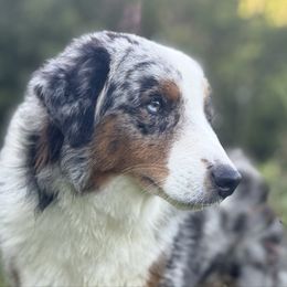 Miniature American Shepherd puppies from QC Homestead Miniature Australian Shepherds