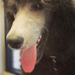 Goldendoodles and Poodles from Barbara Reagan