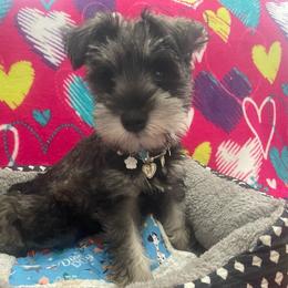 Lady - Salt and pepper female Miniature Schnauzer puppy in Anthony, Florida from Amanda Tragash
