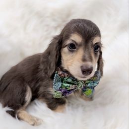 Peanut - Chocolate and cream male Dachshund puppy in Richmond, Virginia from Irresistible Dachshunds & Cavaliers