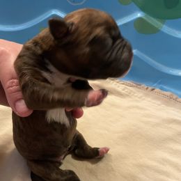 Patsy Cline - Brindle Boxer puppy in Willard, North Carolina from Boone’s Boxers of North Carolina
