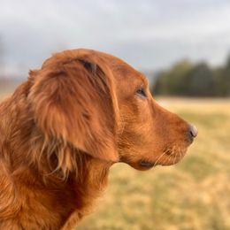 Willow - Golden Retriever