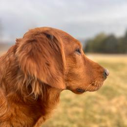Willow - Golden Retriever