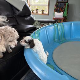 Cavapoo Puppies from Sweetheart Cavapoos