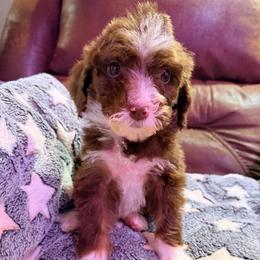 Nova - with training - Tri-color female Bernedoodle puppy in Boonville, North Carolina from Doods & Dolls