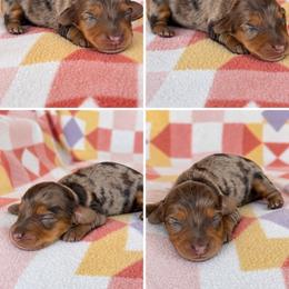 Boy 3 - Dapple male Dachshund puppy in Oklahoma from Red Oak Long Dogs