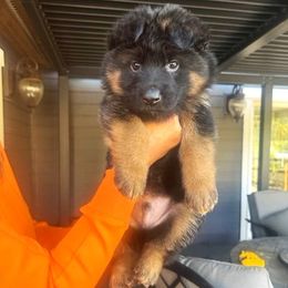 Achilles - Black and red male German Shepherd puppy in Snohomish, Washington from Wataha Shepherds
