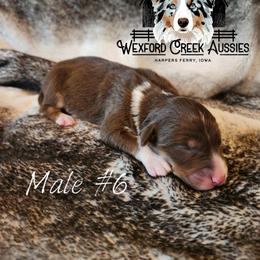 Boy 6 - male Australian Shepherd puppy in Harpers Ferry, Iowa from Wexford Creek Aussies, LLC