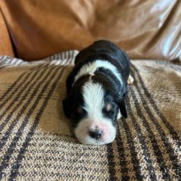 Zeus - Tri-color male Bernedoodle puppy in Arabi, Georgia from Huckadoodle Farm