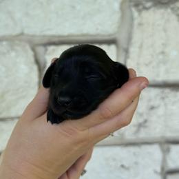 Angel - Black female Dachshund puppy in Troup, Texas from East Texas Dachshunds