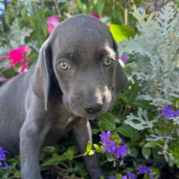Padme - Silver gray female Weimaraner puppy in Kirtland, New Mexico from Weim Squadron
