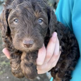 Snickers - Brown male Bernedoodle puppy in Caldwell, Idaho from Treasure Valley Poodles