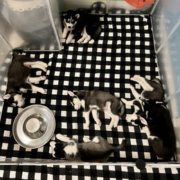 Maltese and Siberian Husky Puppies from Nyx’s Pack