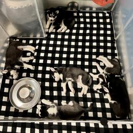 Maltese and Siberian Husky Puppies from Nyx’s Pack