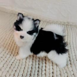 Mr Flash - Black and white male Pomsky puppy in Greencastle, Indiana from JDpomskies