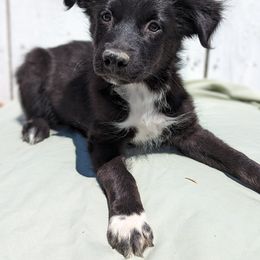 Boy 3 - Black & white Australian Shepherd puppy in Sanger, California from A&M Australian Shepherds