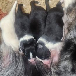Cassatt - Gold female Border Collie puppy in Powder Springs, Georgia from Snowbird Border Collies
