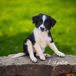 Lance - Black and white male Aussiedoodle puppy in Lebanon, Oregon from Abbott Family Farm