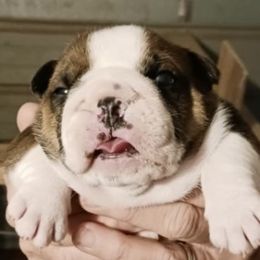 Johnny - Red male Bulldog puppy in Salem, Illinois from Itsabulldogthing