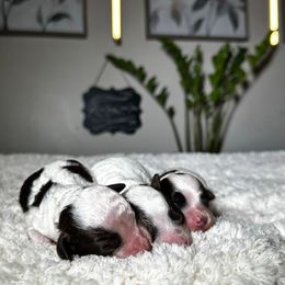 Cockapoo puppies from Rawls Lovely Little Tots