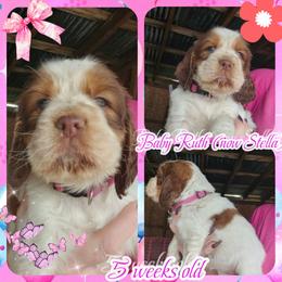 Baby Ruth - Liver white and tan female English Springer Spaniel puppy in Westover, Maryland from Sterling's springer Haven