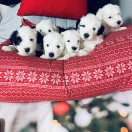 Old English Sheepdog Puppies from Bumblebears Old English Sheepdogs