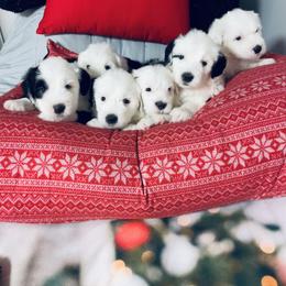 Old English Sheepdog Puppies from Bumblebears Old English Sheepdogs
