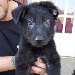 German Shepherds from Show Stopping Shepherds