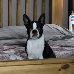 Lilo - Black brindle and white female Boston Terrier puppy in Victoria, Texas from Quinney’s Boxers and Boston Terriers