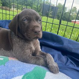 Dark Blue - Liver roan male German Shorthaired Pointer puppy in Renfrew, Pennsylvania from Lauren Kennedy