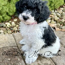 Goldendoodle Puppies from Ohio Down Home Doodles