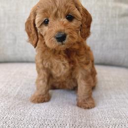 Dolly - Apricot female Goldendoodle puppy in Gig Harbor, Washington from Nuttall's Goldendoodles