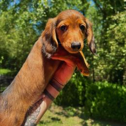 Oliver - Red male Dachshund puppy in Augusta, Georgia from Cherokee Hill Dachshunds