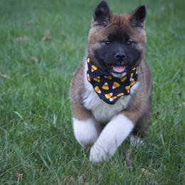 Akita Puppies from Gallant Akitas