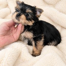 Girl 3 - Black and tan female Yorkshire Terrier puppy in Phoenix, Arizona from Madame Yorkie