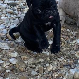Axis - Black male Pug puppy in Prairieville, Louisiana from Freedom Meadow Farm