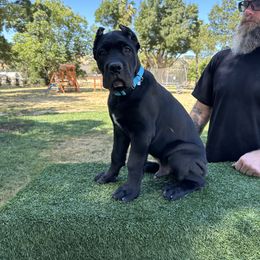 Blue - Black male Cane Corso puppy in Morgan Hill, California from Corso Empire