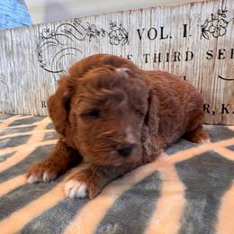 Sandy - Red  female Goldendoodle puppy in Bucyrus, Missouri from Hill Top Pomskies