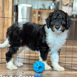 Brody Cress - Black tri-color male Aussiedoodle puppy in Lancaster, Minnesota from Finney Ranch