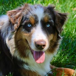 Indy - Australian Shepherd
