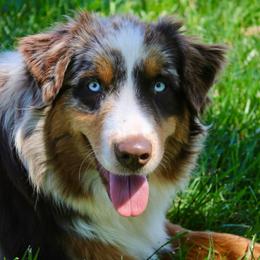 Indy - Australian Shepherd