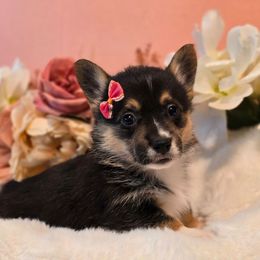 Rosie - Black and tan female Pembroke Welsh Corgi puppy in Austin, Texas from Cutest Corgi's of Austin