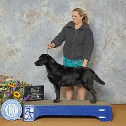 Labrador Retriever Puppies from BAK Forty Ranch